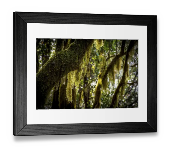 Framed Print : Laurel trees with mosses and lichens Framed Print : Laurel trees with mosses and lichens