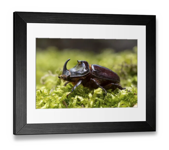 Framed Print : Rhinoceros beetle (Oryctes nasicornis)