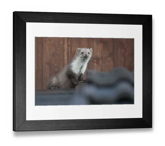 Framed Print : Stone marten, beech marten or white breasted marten (Martes foina) on a rooftop Framed Print : Stone marten, beech marten or white breasted marten (Martes foina) on a rooftop
