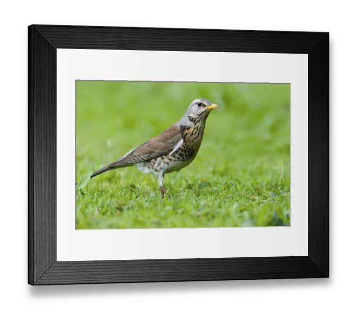 Framed Print : Fieldfare (Turdus pilaris) Fuerstenfeldbruck Framed Print : Fieldfare (Turdus pilaris) Fuerstenfeldbruck