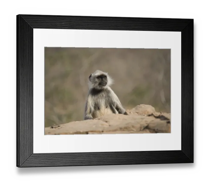 Framed Print : Hanuman Langur or common Langur (Semnopithecus entellus)