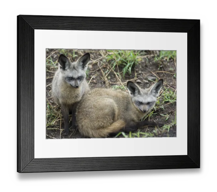 Framed Print : Bat-eared foxes (Otocyon megalotis)