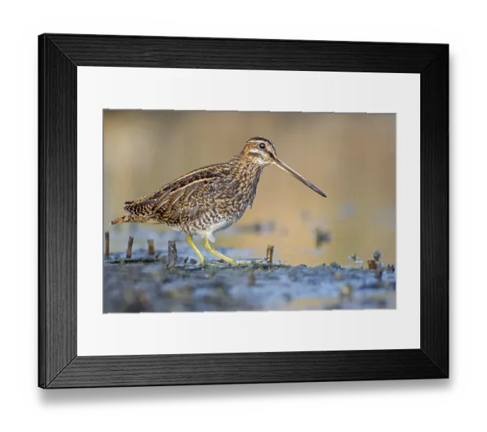 Framed Print : Common Snipe (Gallinago gallinago) Framed Print : Common Snipe (Gallinago gallinago)