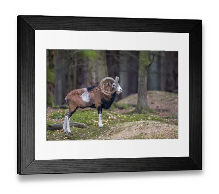 Framed Print : European mouflon (Ovis orientalis musimon) male Framed Print : European mouflon (Ovis orientalis musimon) male