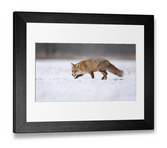 Framed Print : Red fox (Vulpes vulpes), walking Framed Print : Red fox (Vulpes vulpes), walking