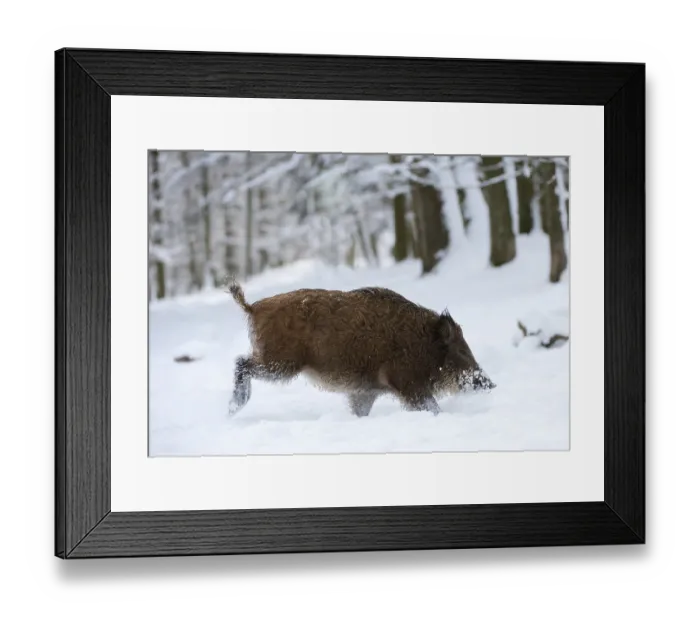Framed Print : Wild boar (Sus scrofa) in the snow Framed Print : Wild boar (Sus scrofa) in the snow