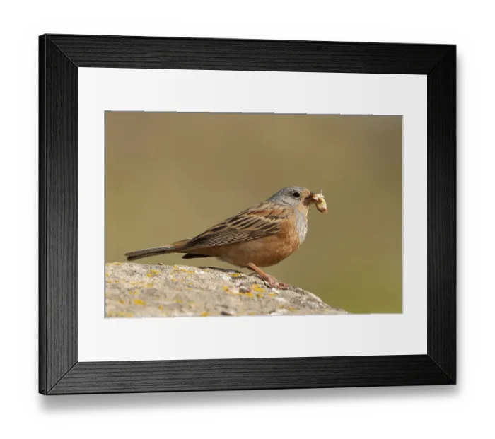 Framed Print : Cretzschmar's Bunting (Emberiza caesia)Cretzschmar's Bunting (Emberiza caesia)