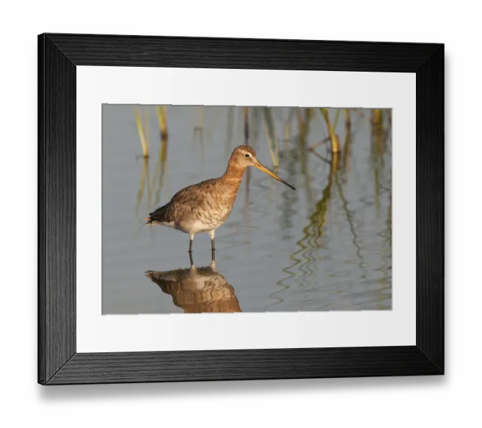 Framed Print : Black-tailed Godwit (Limosa limosa)