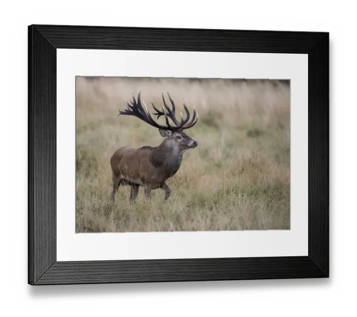 Framed Print : Red Deer (Cervus elaphus), Denmark, Europe Framed Print : Red Deer (Cervus elaphus), Denmark, Europe