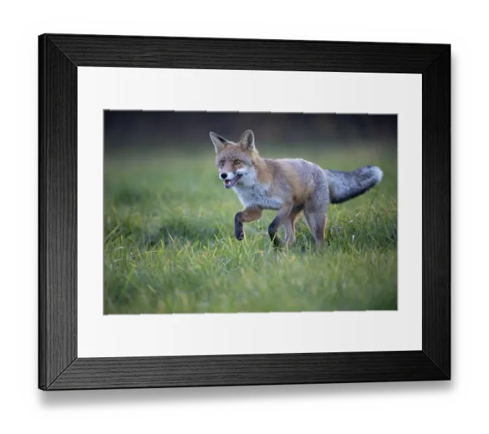 Framed Print : Red fox (Vulpes vulpes) in a meadow Framed Print : Red fox (Vulpes vulpes) in a meadow