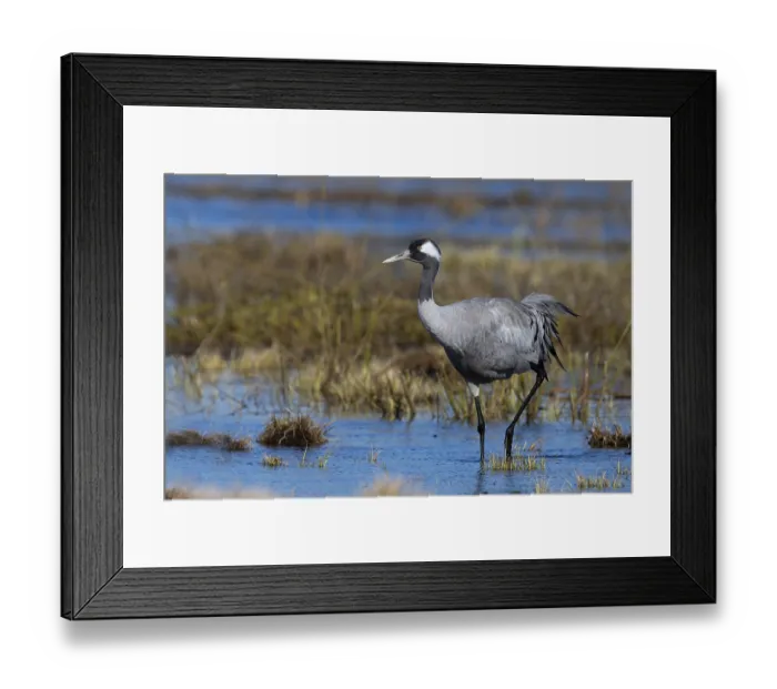 Framed Print : Common crane (Grus grus), Hornborga