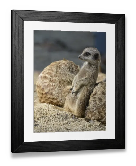 Framed Print : Meerkat (Suricata suricatta), Young Animal Framed Print : Meerkat (Suricata suricatta), Young Animal