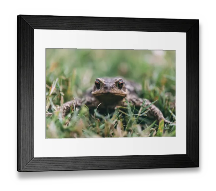 Framed Print : Toad in a meadow