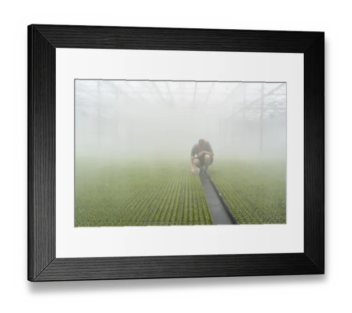 Framed Print : Garden nursery, cuttings, heather