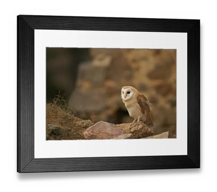 Framed Print : Barn Owl (Tyto alba), captive, Czech Republic