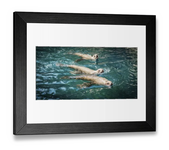 Framed Print : Three Northern fur seals (Callorhinus ursinus) in water Framed Print : Three Northern fur seals (Callorhinus ursinus) in water