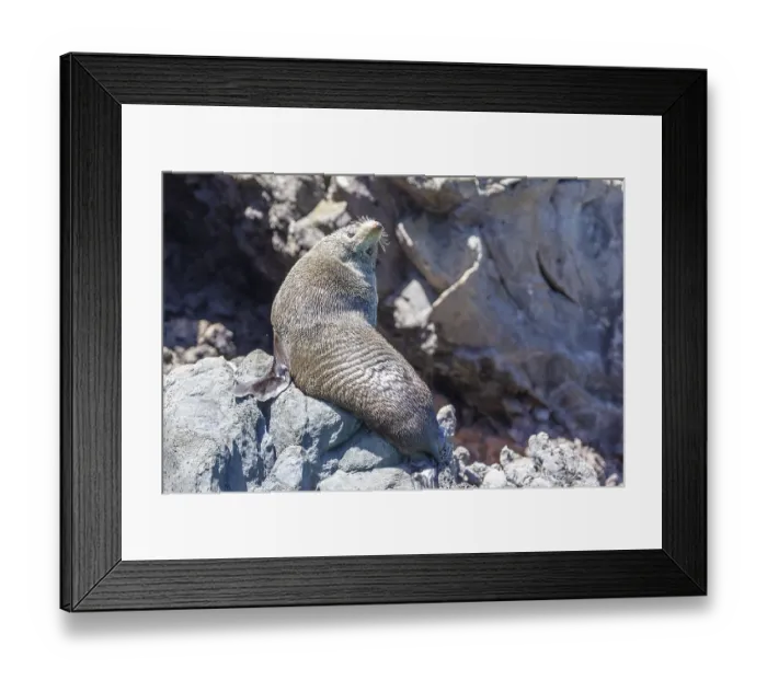 Framed Print : Robben (Pinnipedia), Bootsfahrt