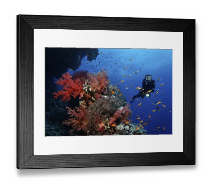 Framed Print : Female scuba diver exploring a coral reef of various magnificent soft corals and Wreckfish (Pseudoanthias sp) Framed Print : Female scuba diver exploring a coral reef of various magnificent soft corals and Wreckfish (Pseudoanthias sp)