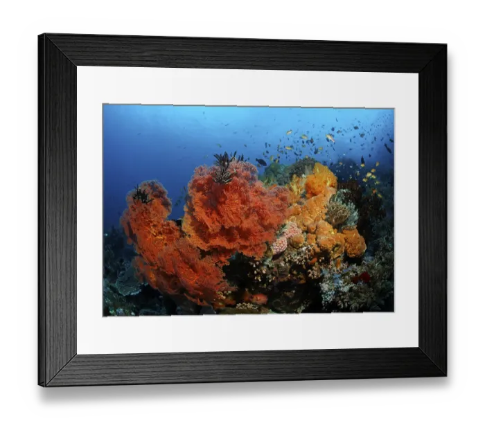 Framed Print : Coral block at coral reef with variety of red sea fans (Melithaea ochracea) and fish