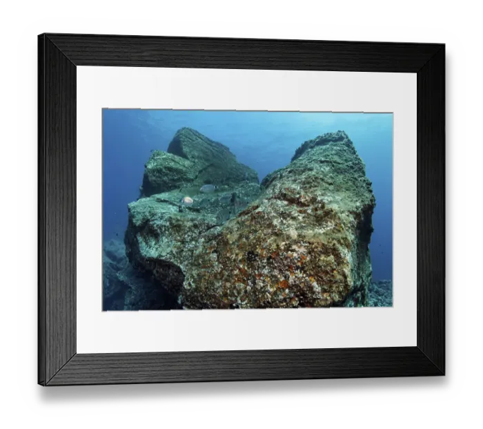 Framed Print : Rock with Acorn Barnacles (Balanus trigonus) and African White Seabream or Sargo (Diplodus sargus cadenati)