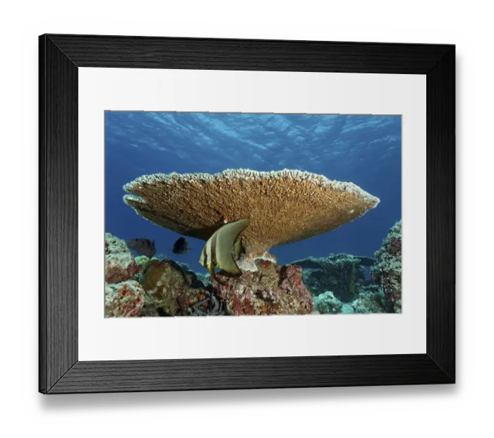 Framed Print : Young longfin batfish (Platax teira) Framed Print : Young longfin batfish (Platax teira)