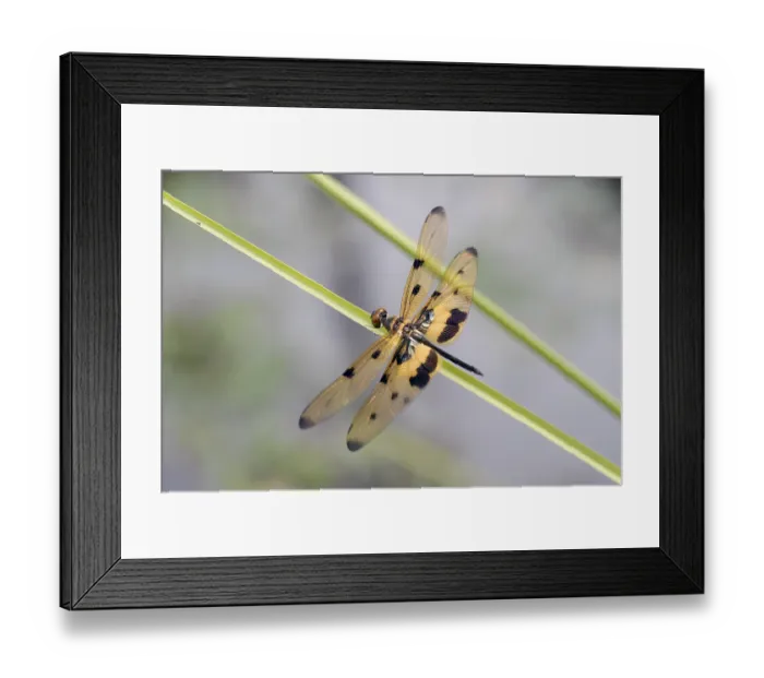 Framed Print : Four-spot dragonfly (Libellula quadrimaculata) Framed Print : Four-spot dragonfly (Libellula quadrimaculata)