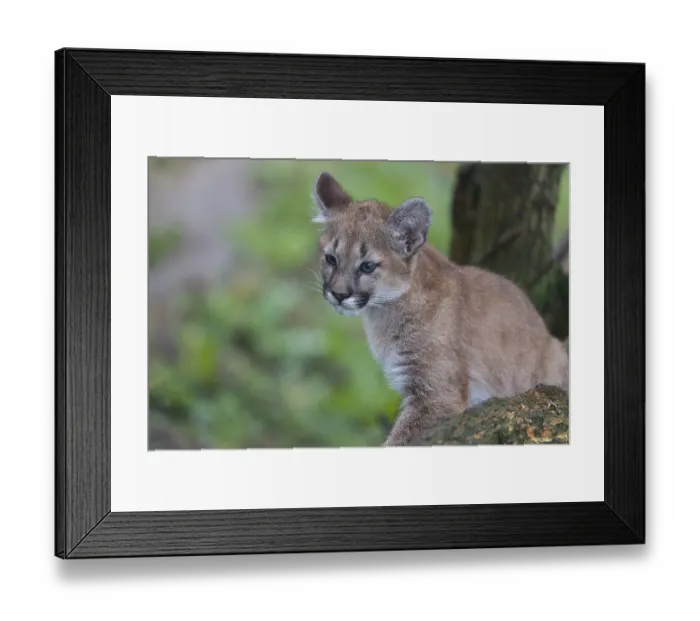 Framed Print : One cougar kitten, Puma concolor