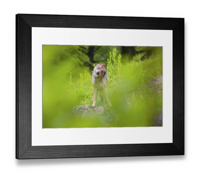 Framed Print : A female Eurasian gray wolf (Canis lupus lupus) stands