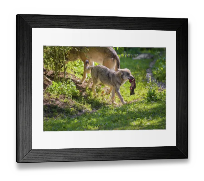 Framed Print : A grey wolf pup (Canis lupus lupus) runs into the meadow with the meat it has just received from its father Framed Print : A grey wolf pup (Canis lupus lupus) runs into the meadow with the meat it has just received from its father