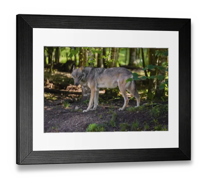 Framed Print : A male gray wolf (Canis lupus lupus) stands at the edge of a forest watching something