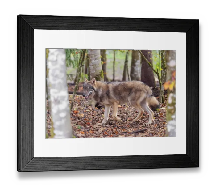 Framed Print : A young grey wolf (Canis lupus lupus) runs through the forest on an overcast day