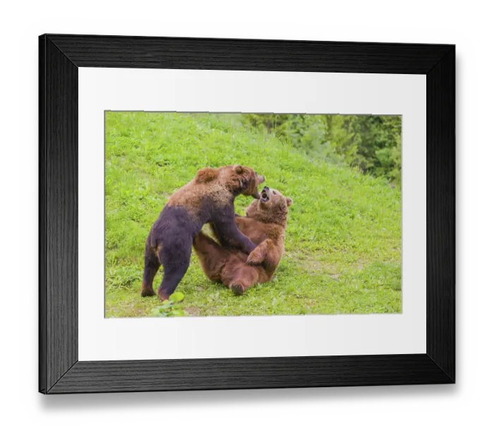 Framed Print : A young male Eurasian brown bear (Ursus arctos arctos) and a much older female show mating interest in each other