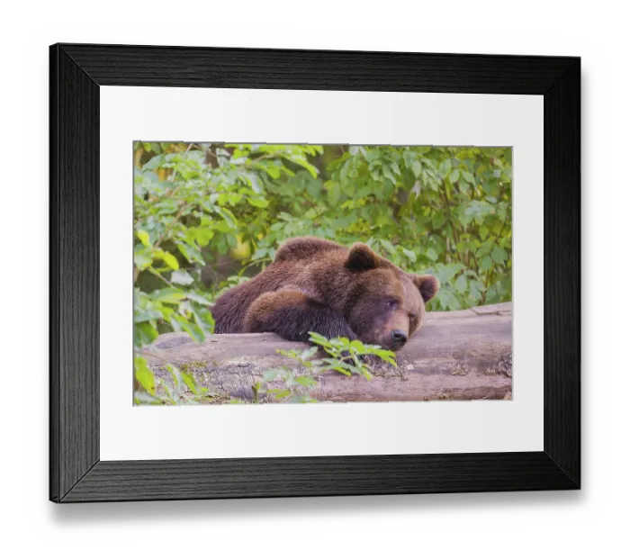 Framed Print : A young male Eurasian brown bear (Ursus arctos arctos) rests on a rotting log lying on the ground