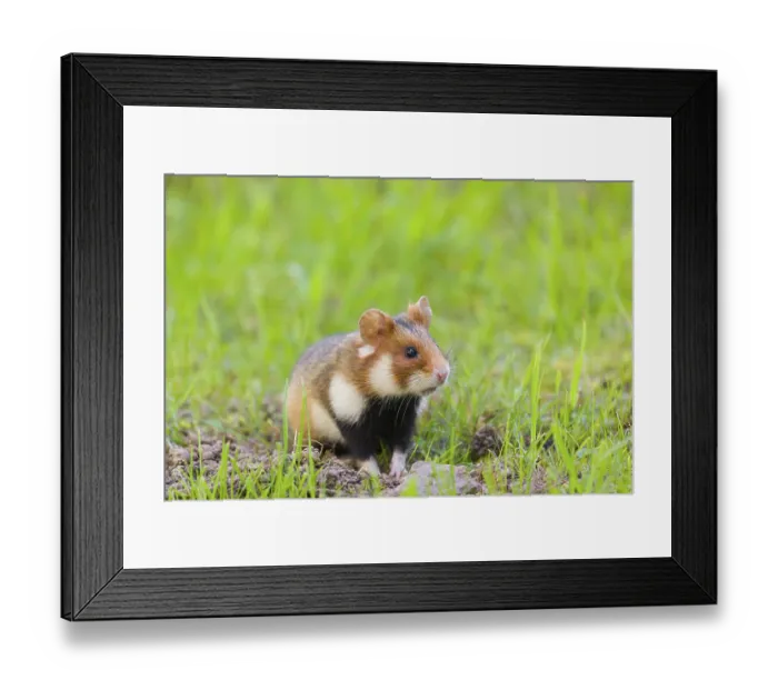 Framed Print : A European hamster (Cricetus cricetus)