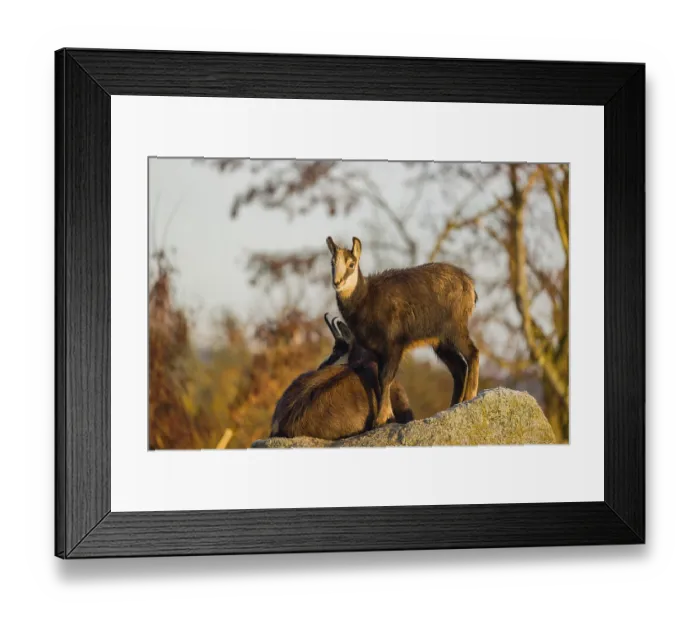 Framed Print : A young female chamois (Rupicapra rupicapra) standing on a rock Framed Print : A young female chamois (Rupicapra rupicapra) standing on a rock