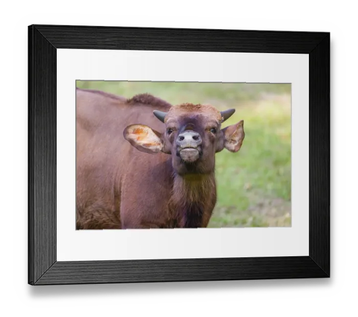 Framed Print : Portrait of a young female Gaur (Bos gaurus gaurus) on a green meadow