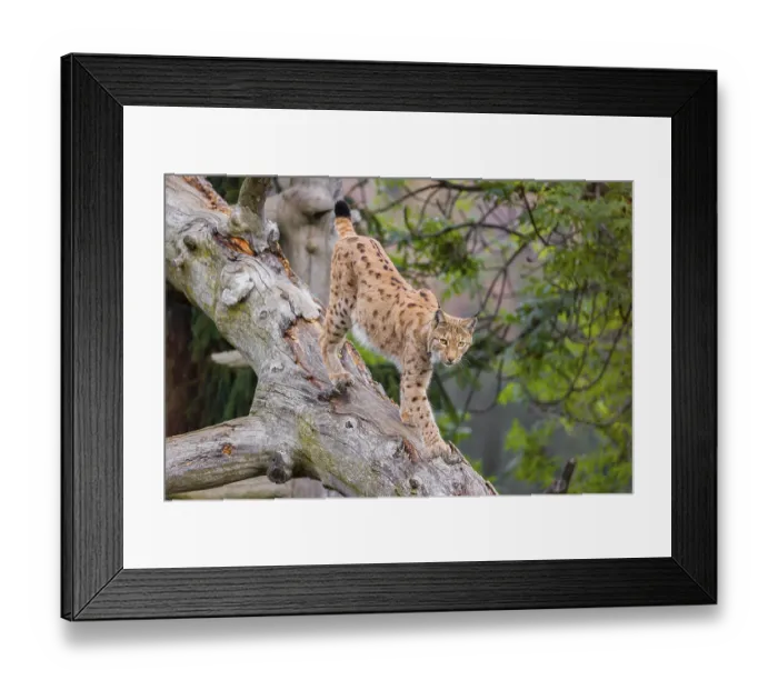 Framed Print : A Eurasian lynx (Lynx lynx) runs down a dead tree lying at an angle
