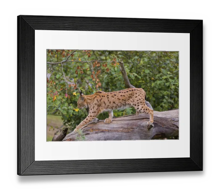 Framed Print : A Eurasian lynx (Lynx lynx) runs down a dead tree lying at an angle Framed Print : A Eurasian lynx (Lynx lynx) runs down a dead tree lying at an angle