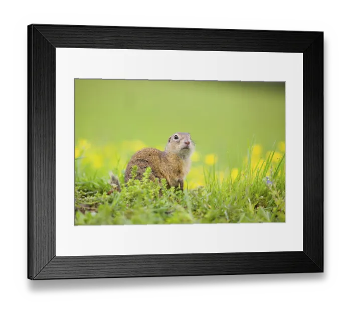 Framed Print : An adult European ground squirrel (Spermophilus citellus)