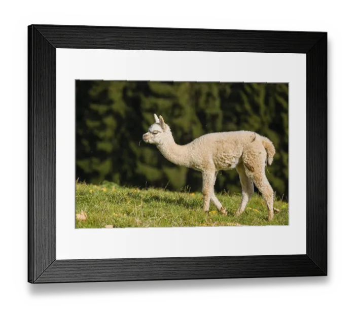 Framed Print : One young white Alpaca (Vicugna pacos) stands on a green meadow Framed Print : One young white Alpaca (Vicugna pacos) stands on a green meadow