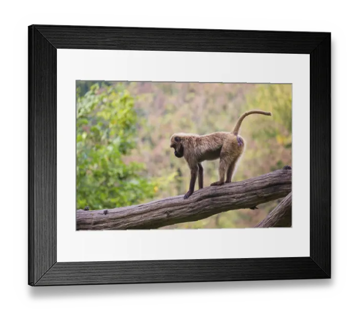 Framed Print : One female Gelada (Theropithecus gelada) Framed Print : One female Gelada (Theropithecus gelada)