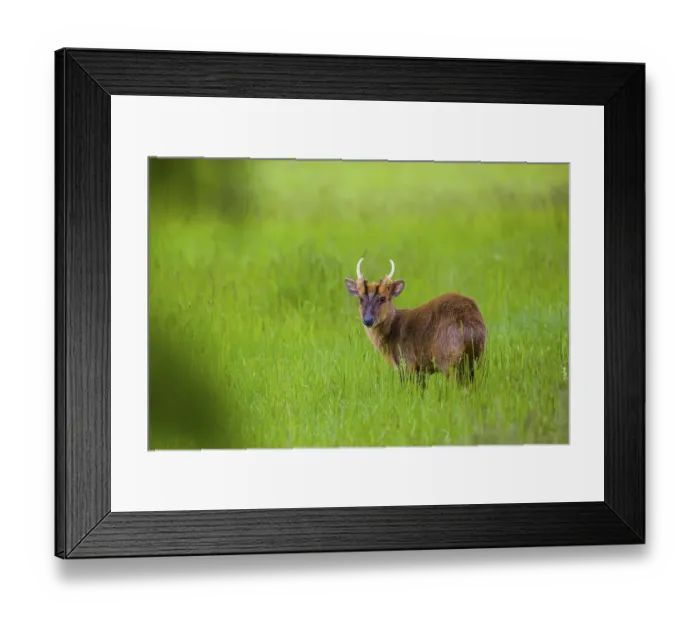 Framed Print : One male Reeves's muntjac (Muntiacus reevesi) stands on a green meadowOne male Reeves's muntjac (Muntiacus reevesi) Framed Print : One male Reeves's muntjac (Muntiacus reevesi) stands on a green meadowOne male Reeves's muntjac (Muntiacus reevesi)