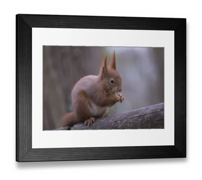 Framed Print : One Red squirrel or Eurasian red squirrel (Sciurus vulgaris) feeding on peanut