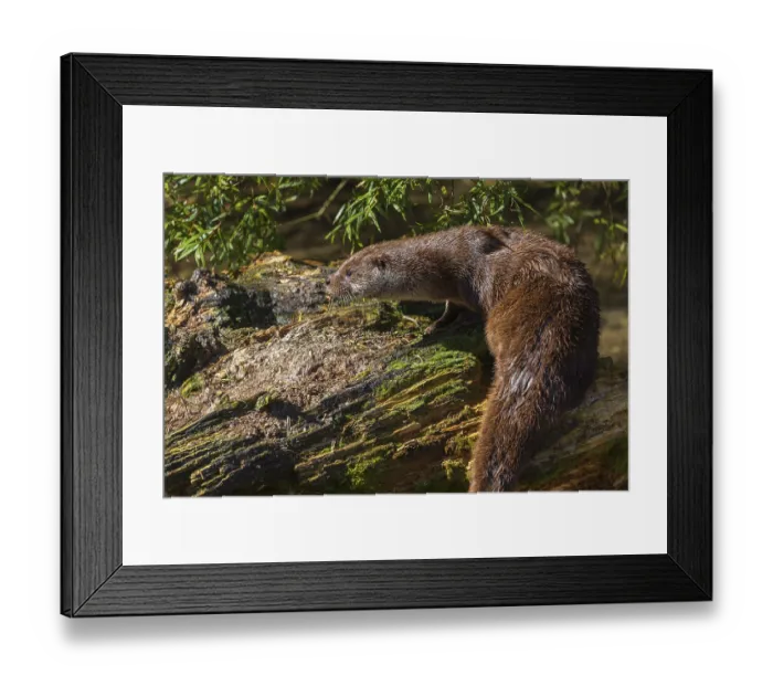 Framed Print : One Eurasian otter (Lutra lutra)