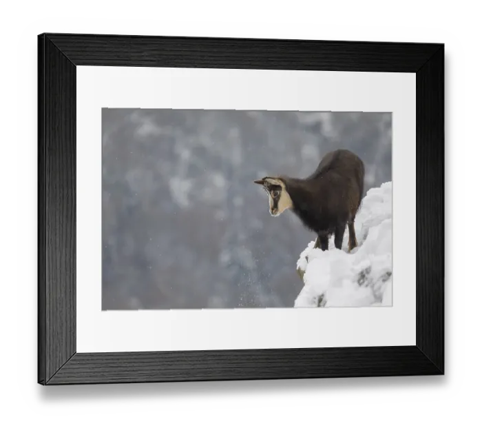 Framed Print : One chamois (Rupicapra rupicapra) standing on snow covered rocks Framed Print : One chamois (Rupicapra rupicapra) standing on snow covered rocks
