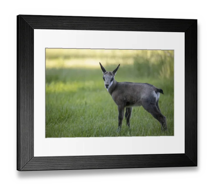 Framed Print : One young Chamois (Rupicapra rupicapra) standing on a fresh green meadow Framed Print : One young Chamois (Rupicapra rupicapra) standing on a fresh green meadow