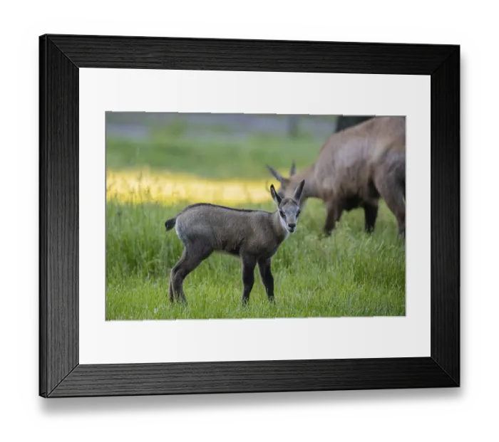 Framed Print : One young Chamois (Rupicapra rupicapra) standing on a fresh green meadow Framed Print : One young Chamois (Rupicapra rupicapra) standing on a fresh green meadow