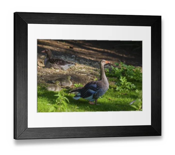 Framed Print : One couple of adult Greylag Goose Framed Print : One couple of adult Greylag Goose
