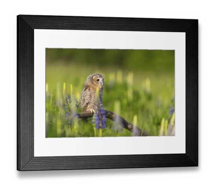 Framed Print : One young Ural owl (Strix uralensis) sitting on a branch lying in a field of flowering lupines in late evening light