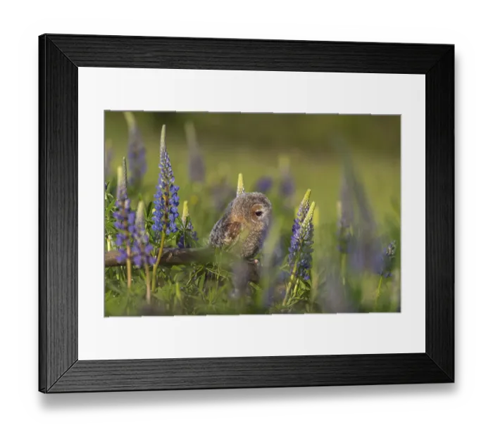 Framed Print : One young Ural owl (Strix uralensis) sitting on a branch lying in a field of flowering lupines in late evening light